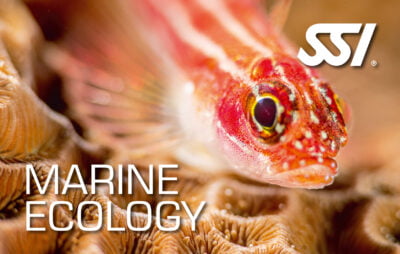 Archipel Plongée Argeles KIT e-Learning Marine Ecology SSI