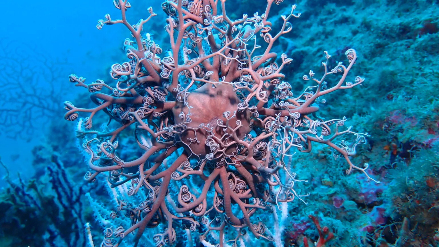 03042021_Gorgonocephale_Jardin-aux-gorgones-1