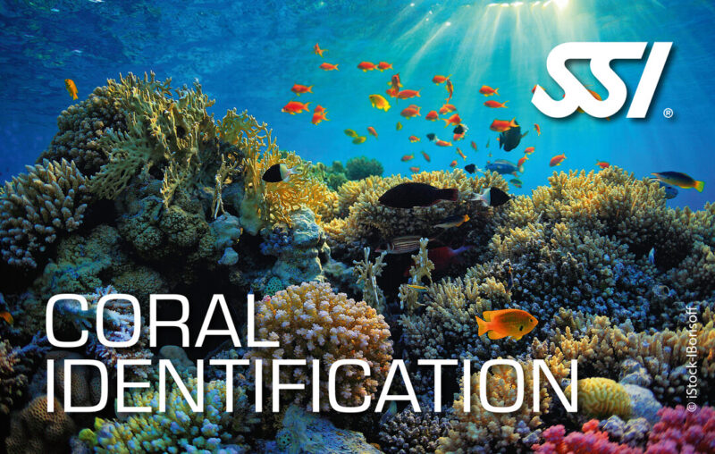 Archipel PLongée Argeles Kit e-Learning Coral Identification