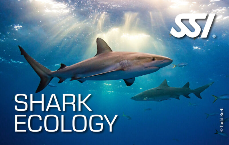 Archipel Plongée Argeles KIT e-Learning Shark Ecology SSI