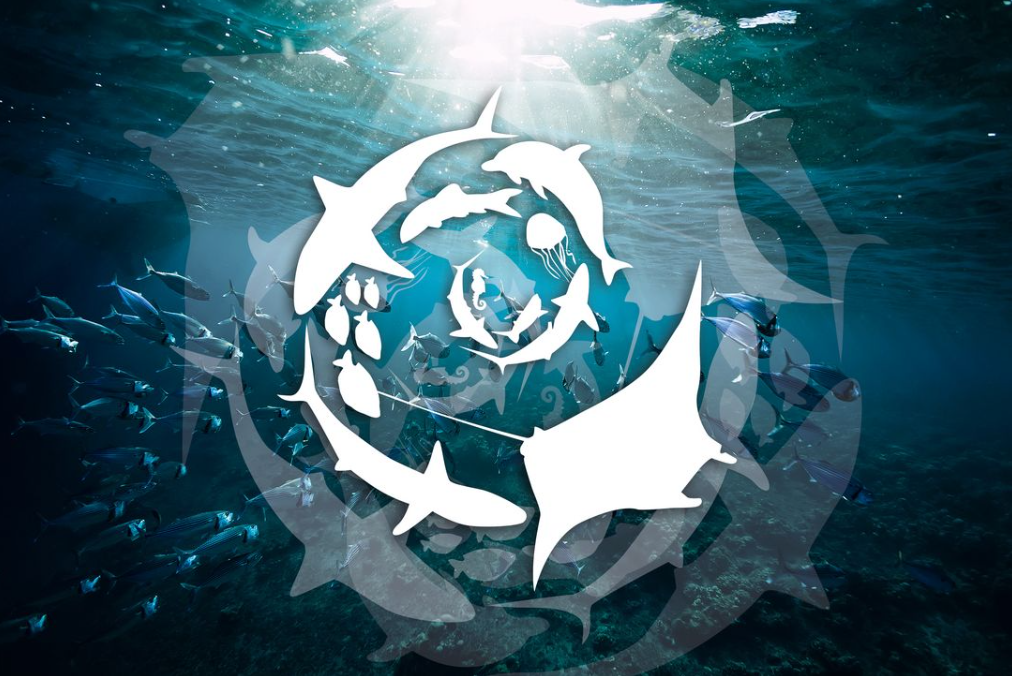 Archipel Plongée Argeles_SSI_Blue Oceans Archipel Plongée Argeles_SSI_Blue Oceans